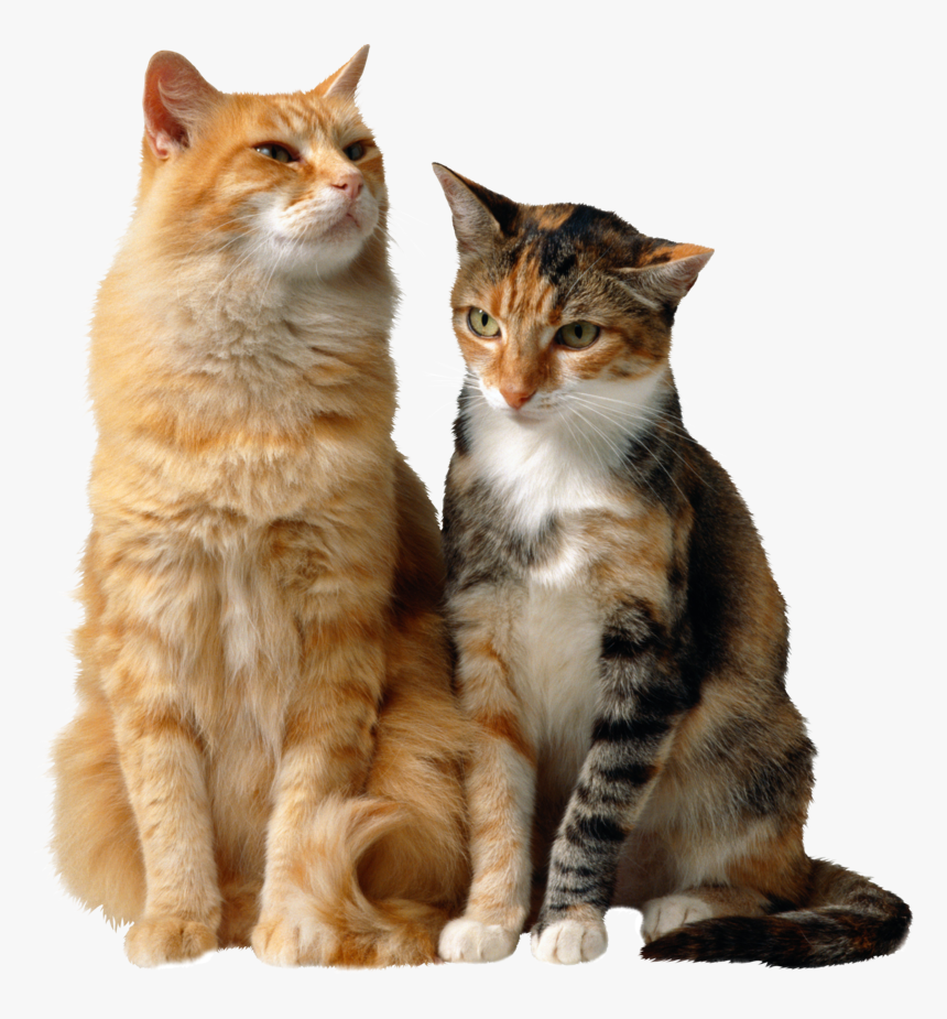 Detail Cats Transparent Background Nomer 49