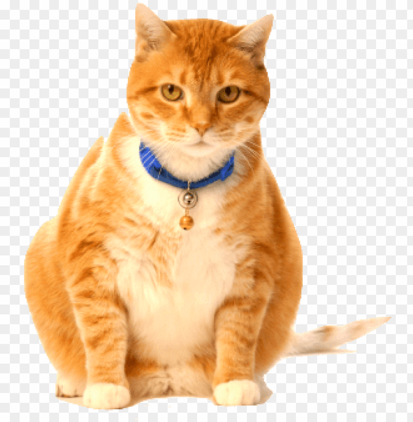 Detail Cats Transparent Background Nomer 52