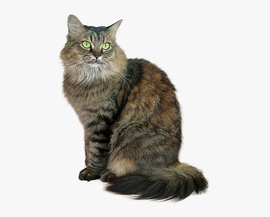 Detail Cats Transparent Background Nomer 53