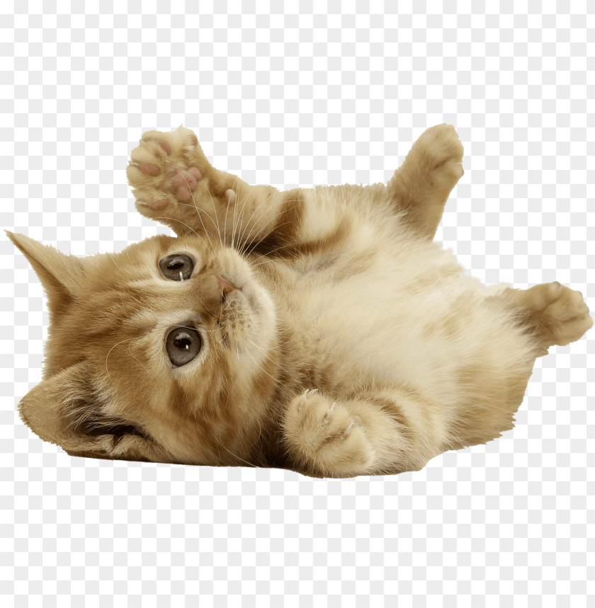 Detail Cats Transparent Background Nomer 8
