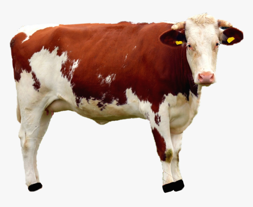 Detail Cattle Png Nomer 20