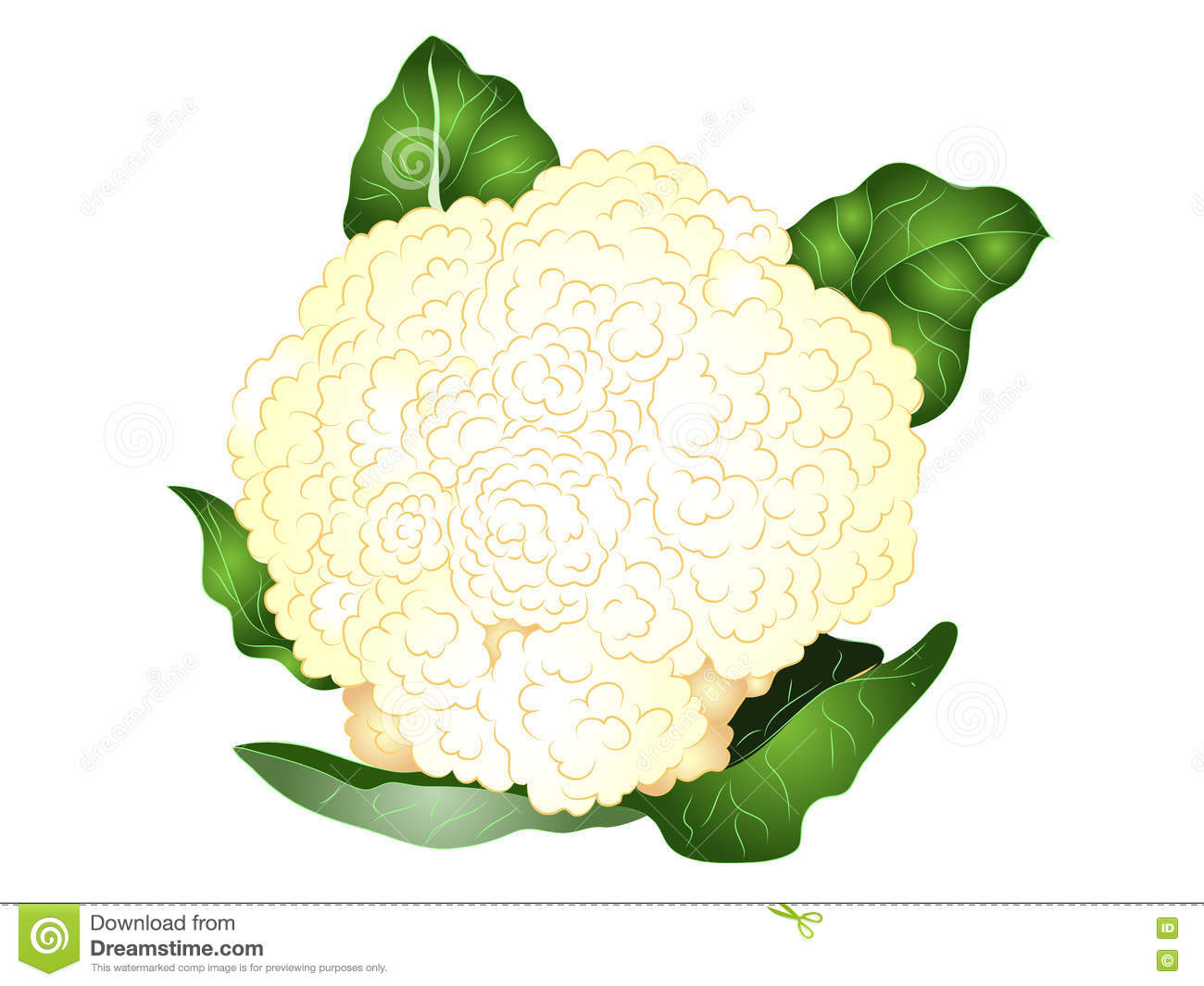 Detail Cauliflower Clipart Nomer 24