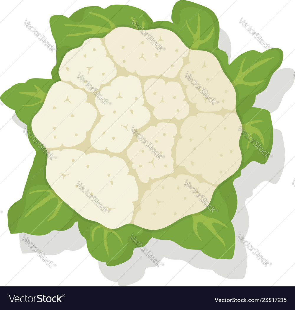 Detail Cauliflower Clipart Nomer 28