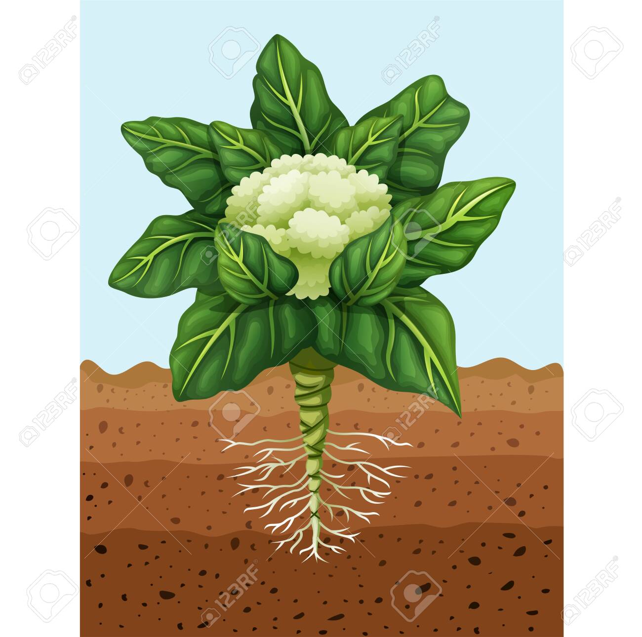 Detail Cauliflower Clipart Nomer 41