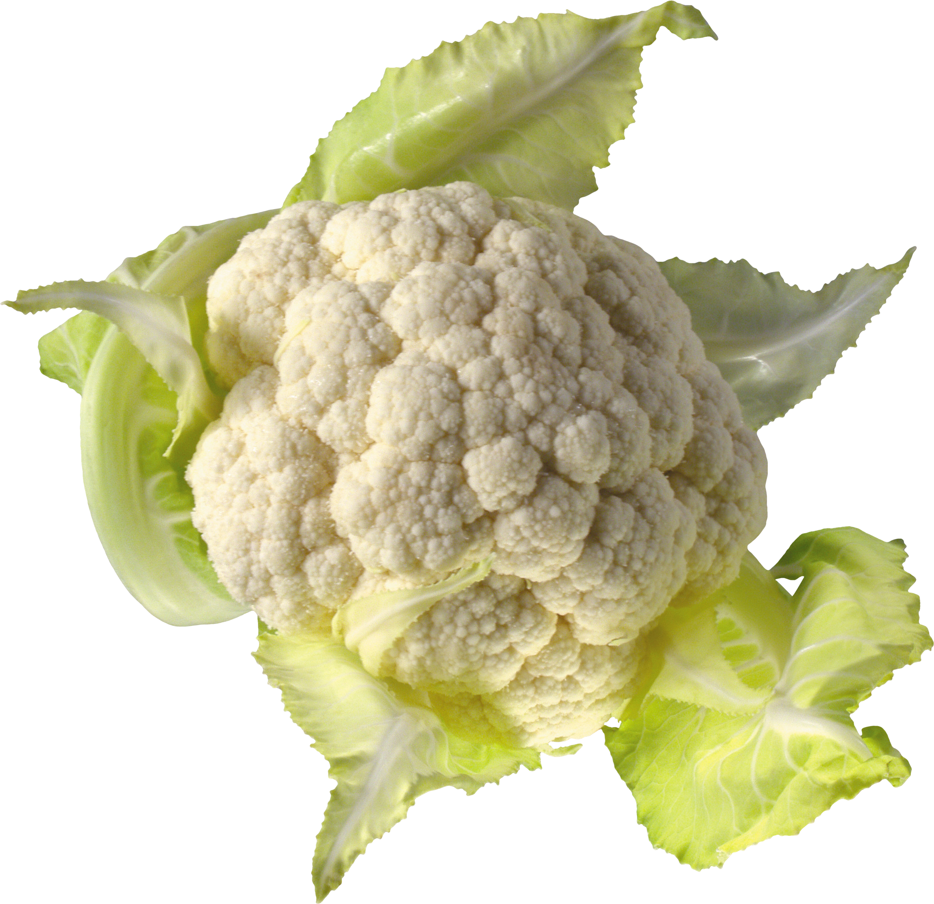 Detail Cauliflower Clipart Nomer 42