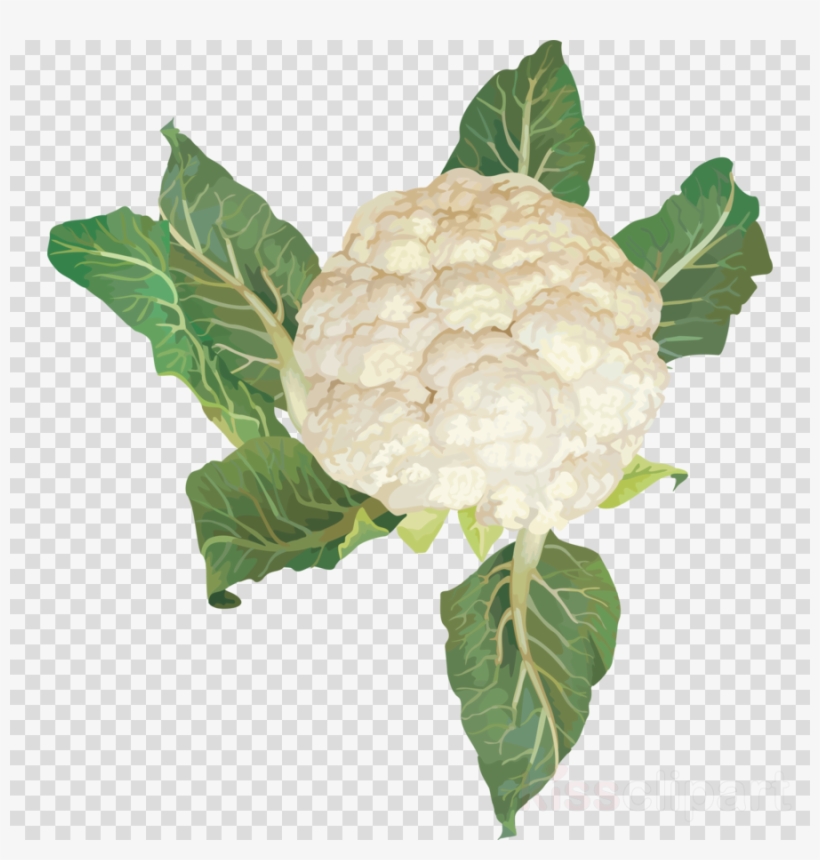 Detail Cauliflower Clipart Nomer 43