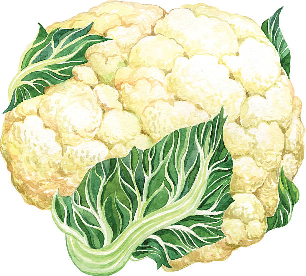 Detail Cauliflower Clipart Nomer 47