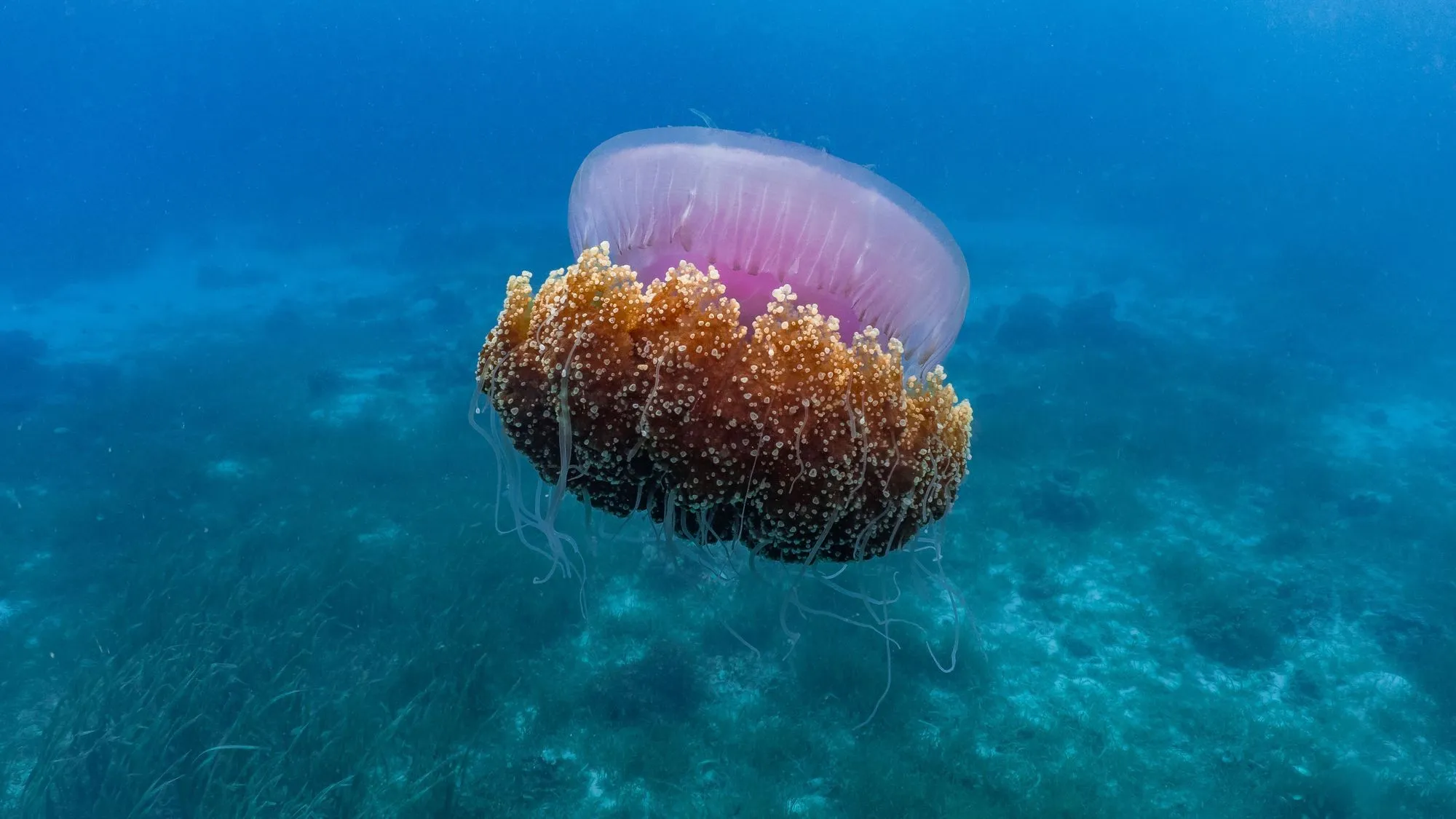 Cauliflower Jellyfish - KibrisPDR