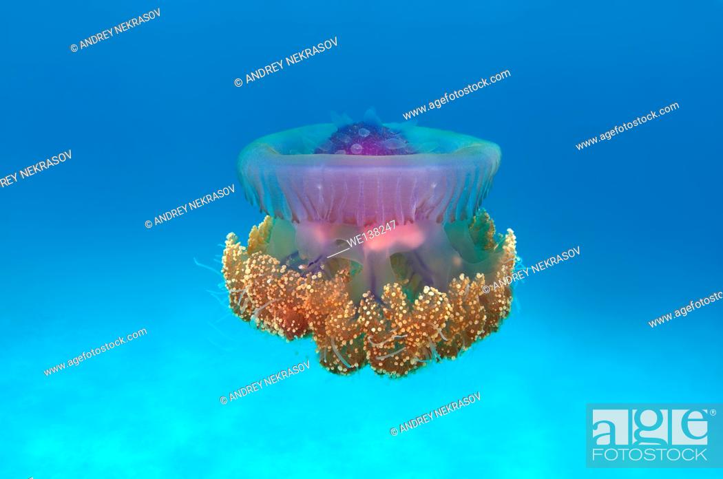 Detail Cauliflower Jellyfish Nomer 17