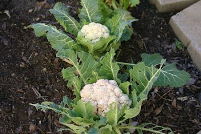 Detail Cauliflower Plant Images Nomer 21