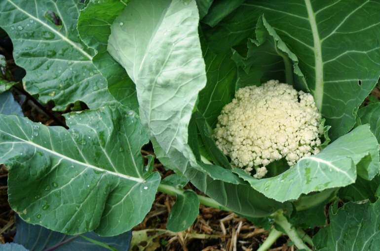 Detail Cauliflower Plant Images Nomer 33