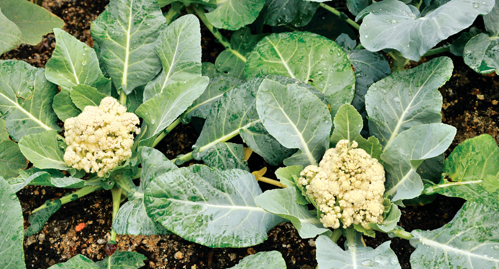 Detail Cauliflower Plant Images Nomer 37