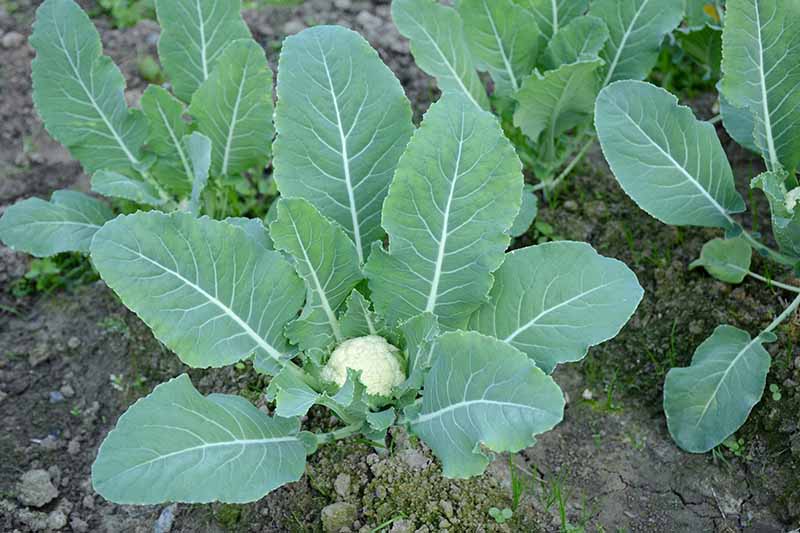 Detail Cauliflower Plant Images Nomer 44