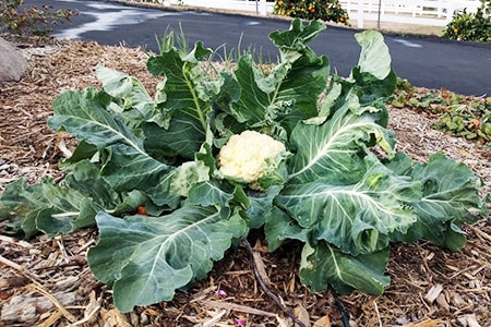 Detail Cauliflower Plant Images Nomer 47