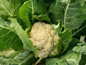 Detail Cauliflower Plant Images Nomer 48