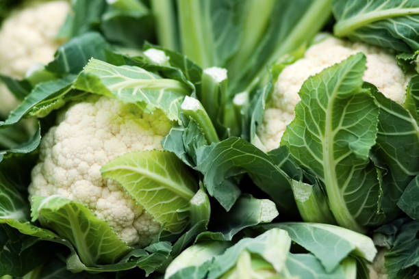 Detail Cauliflower Plant Images Nomer 51