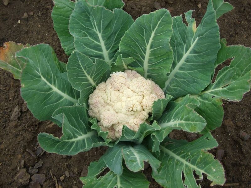 Detail Cauliflower Plant Images Nomer 55