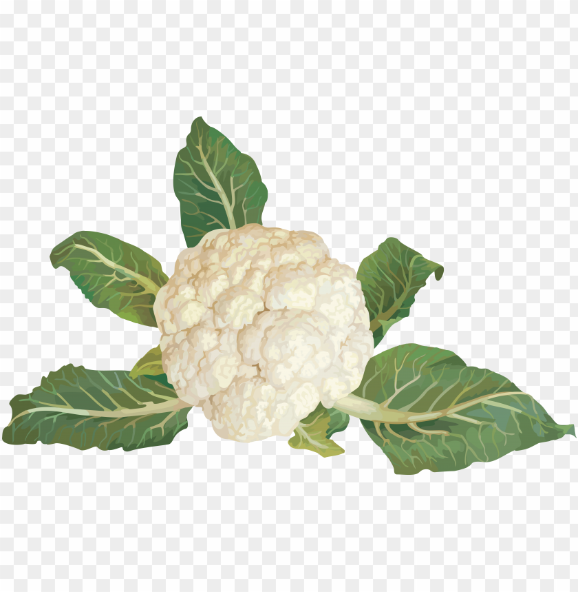 Detail Cauliflower Png Nomer 47