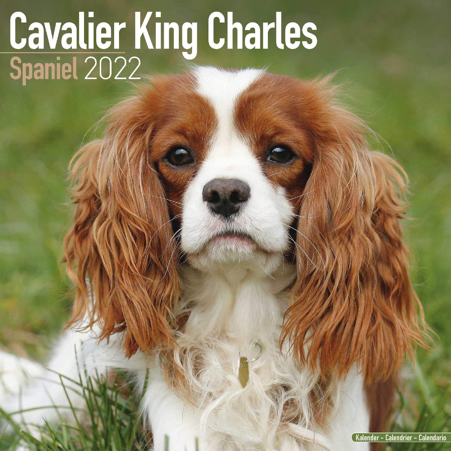 Detail Cavalier King Charles Spaniel Nomer 14