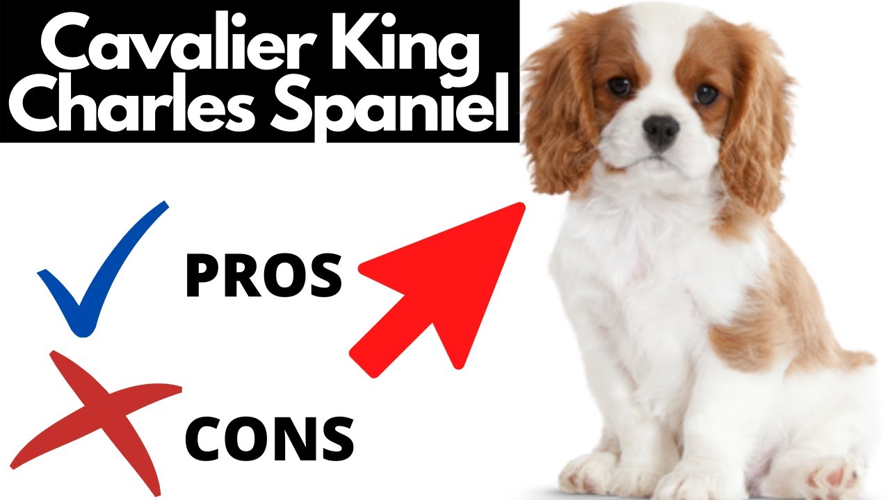 Detail Cavalier King Charles Spaniel Nomer 29