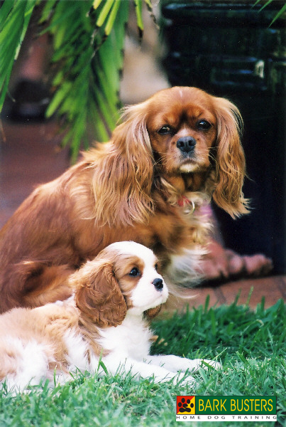 Detail Cavalier King Charles Spaniel Nomer 39