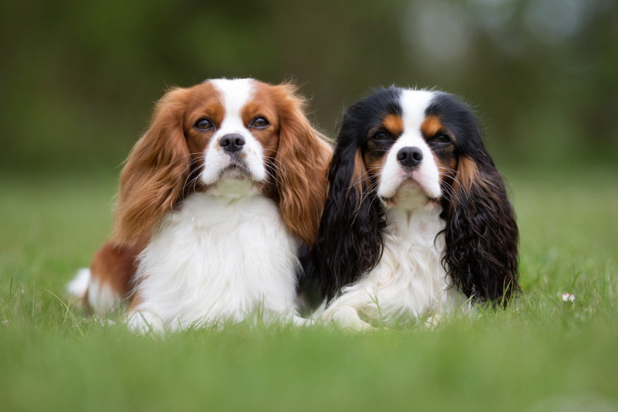 Detail Cavalier King Charles Spaniel Nomer 40