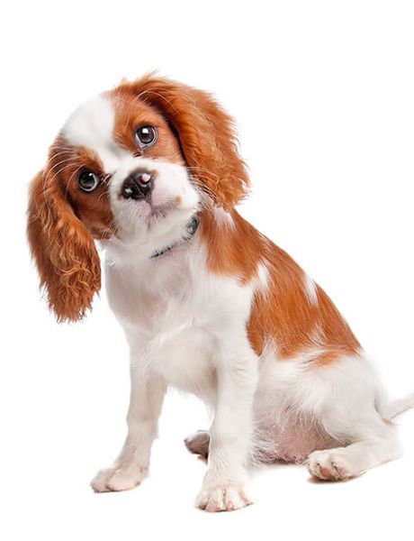 Detail Cavalier King Charles Spaniel Nomer 47