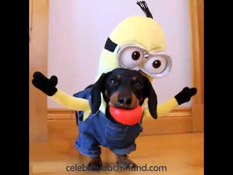 Celebrity Dachshund Minion - KibrisPDR