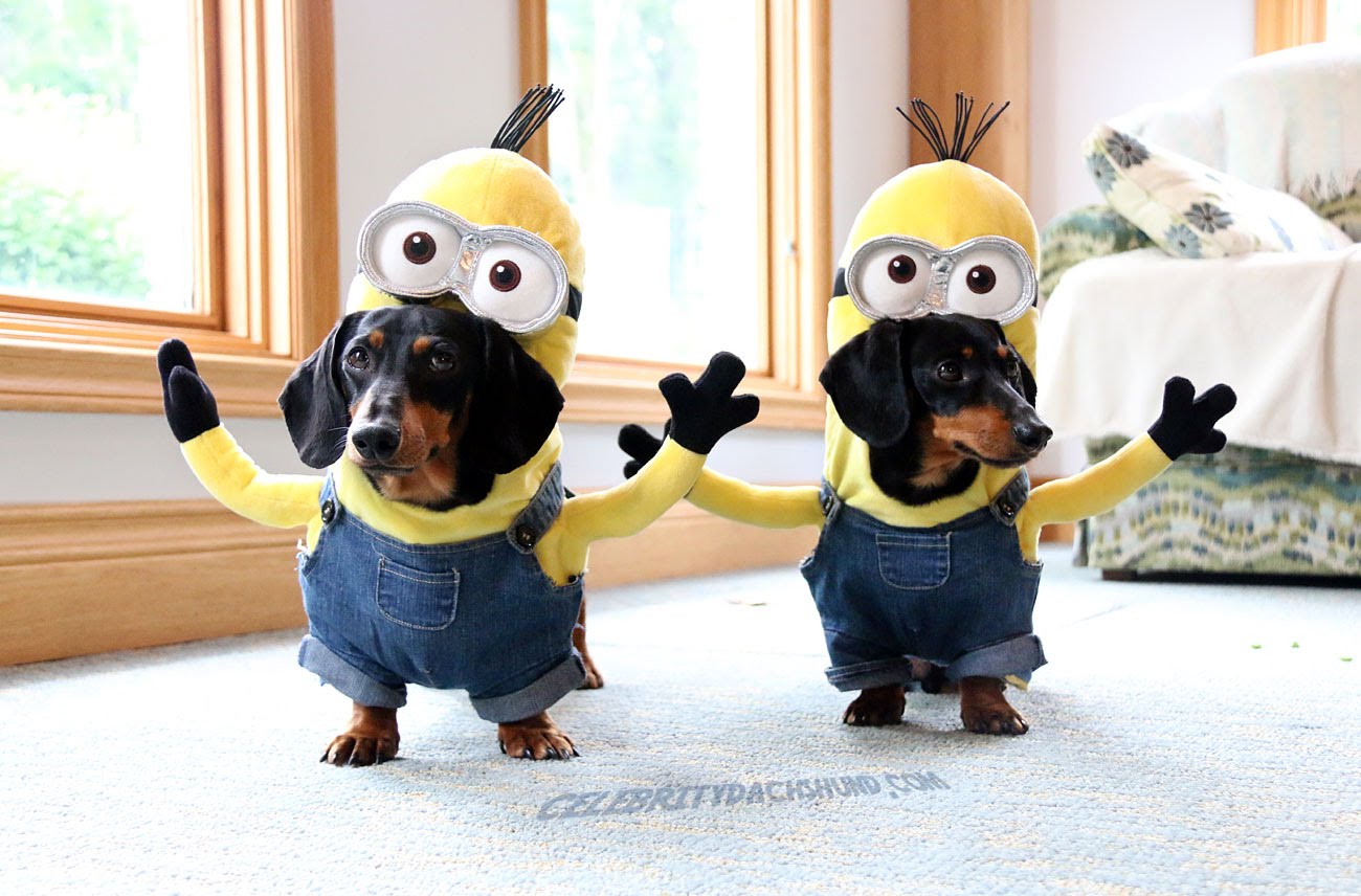 Detail Celebrity Dachshund Minion Nomer 2