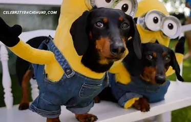 Detail Celebrity Dachshund Minion Nomer 14