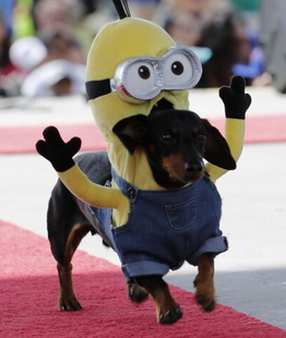 Detail Celebrity Dachshund Minion Nomer 29