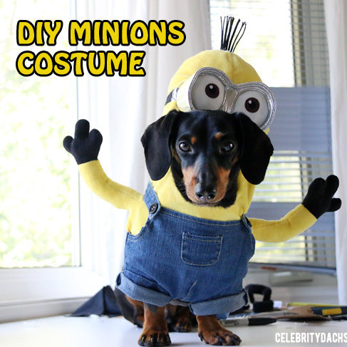 Detail Celebrity Dachshund Minion Nomer 5