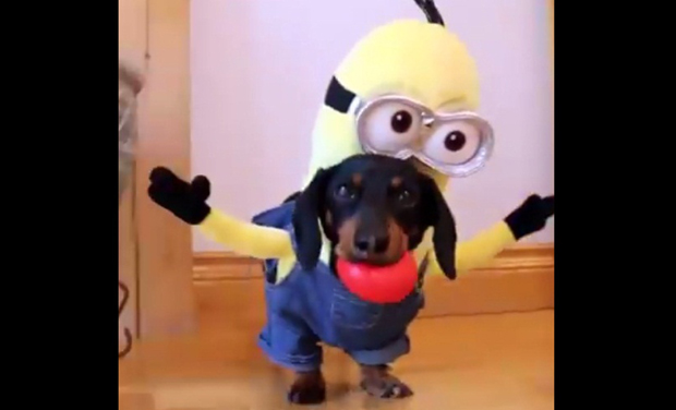 Detail Celebrity Dachshund Minion Nomer 8