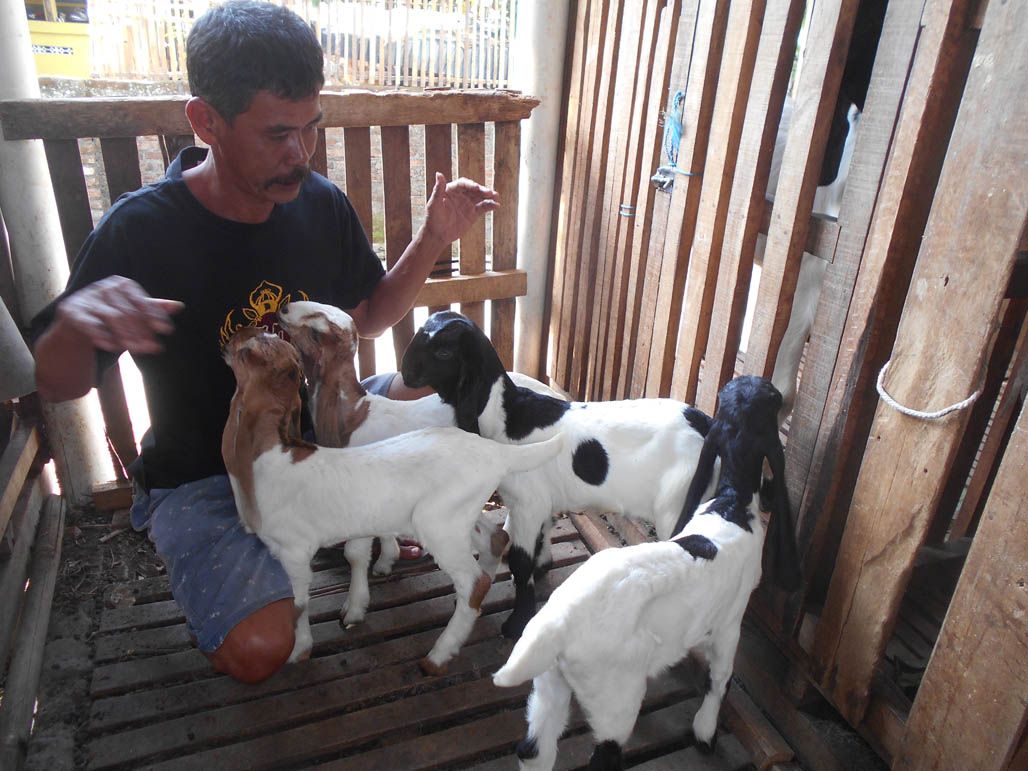 Detail Cempe Anak Kambing Nomer 2