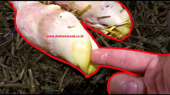 Detail Cempe Anak Kambing Nomer 9