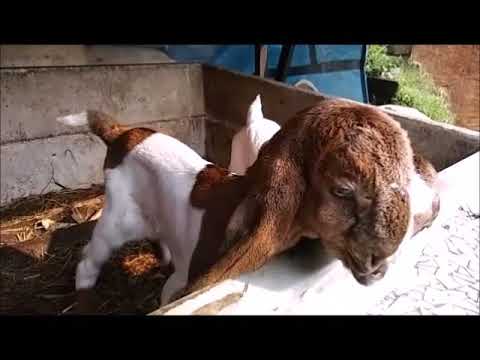 Detail Cempe Anak Kambing Nomer 10
