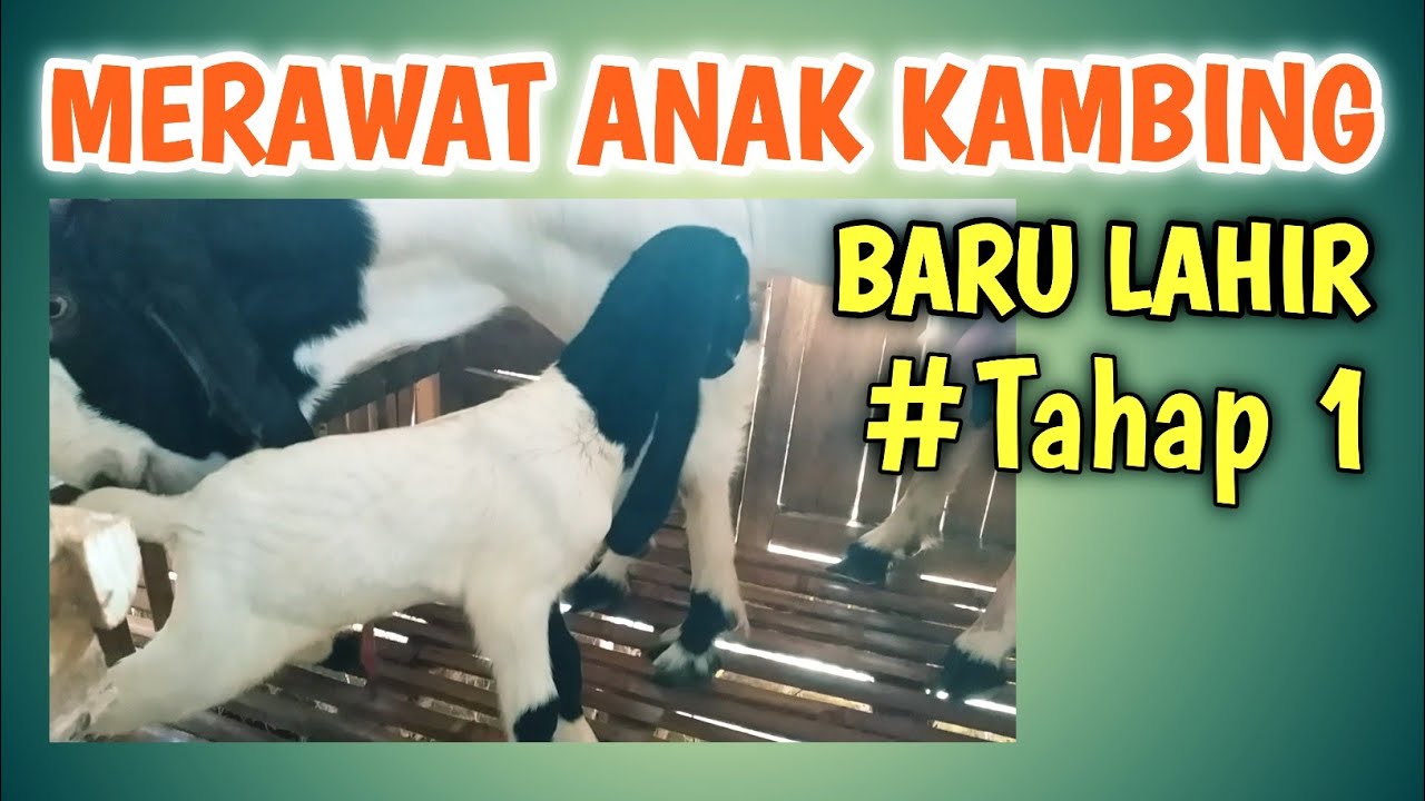 Detail Cempe Anak Kambing Nomer 11