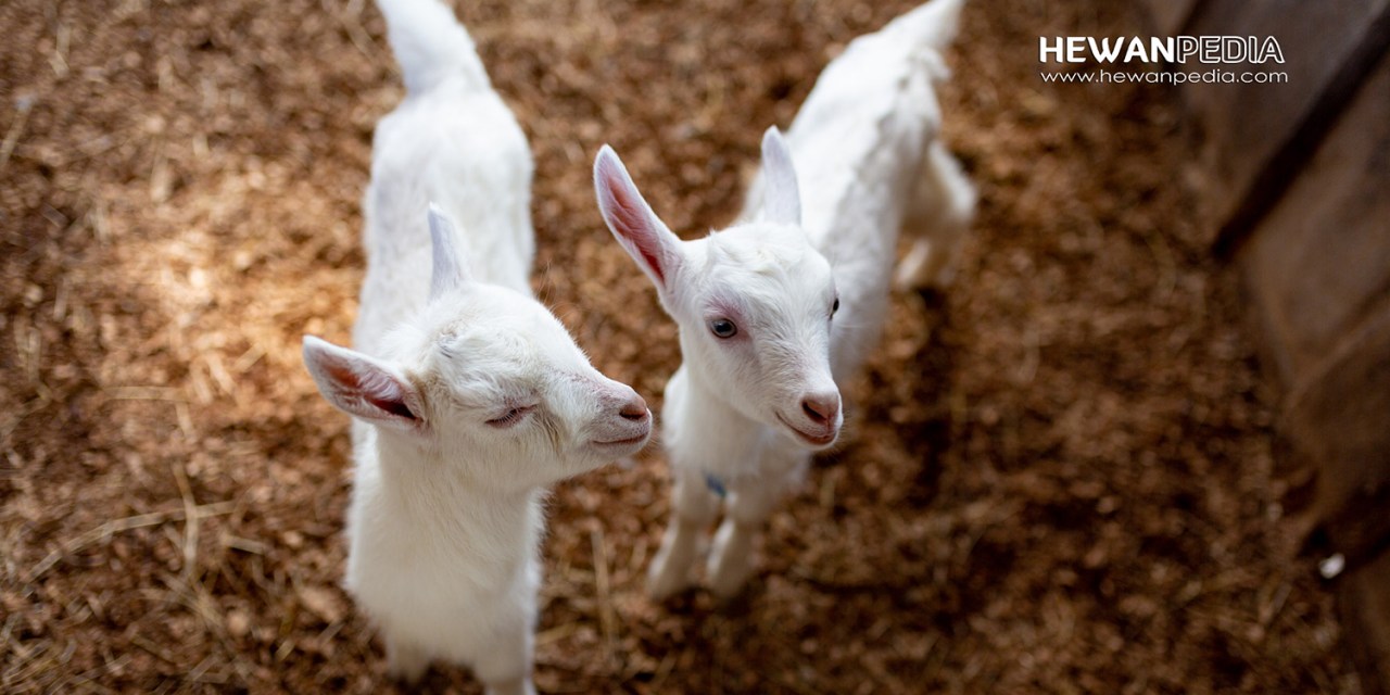 Detail Cempe Anak Kambing Nomer 12