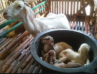 Detail Cempe Anak Kambing Nomer 13