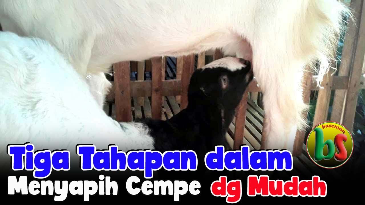 Detail Cempe Anak Kambing Nomer 14