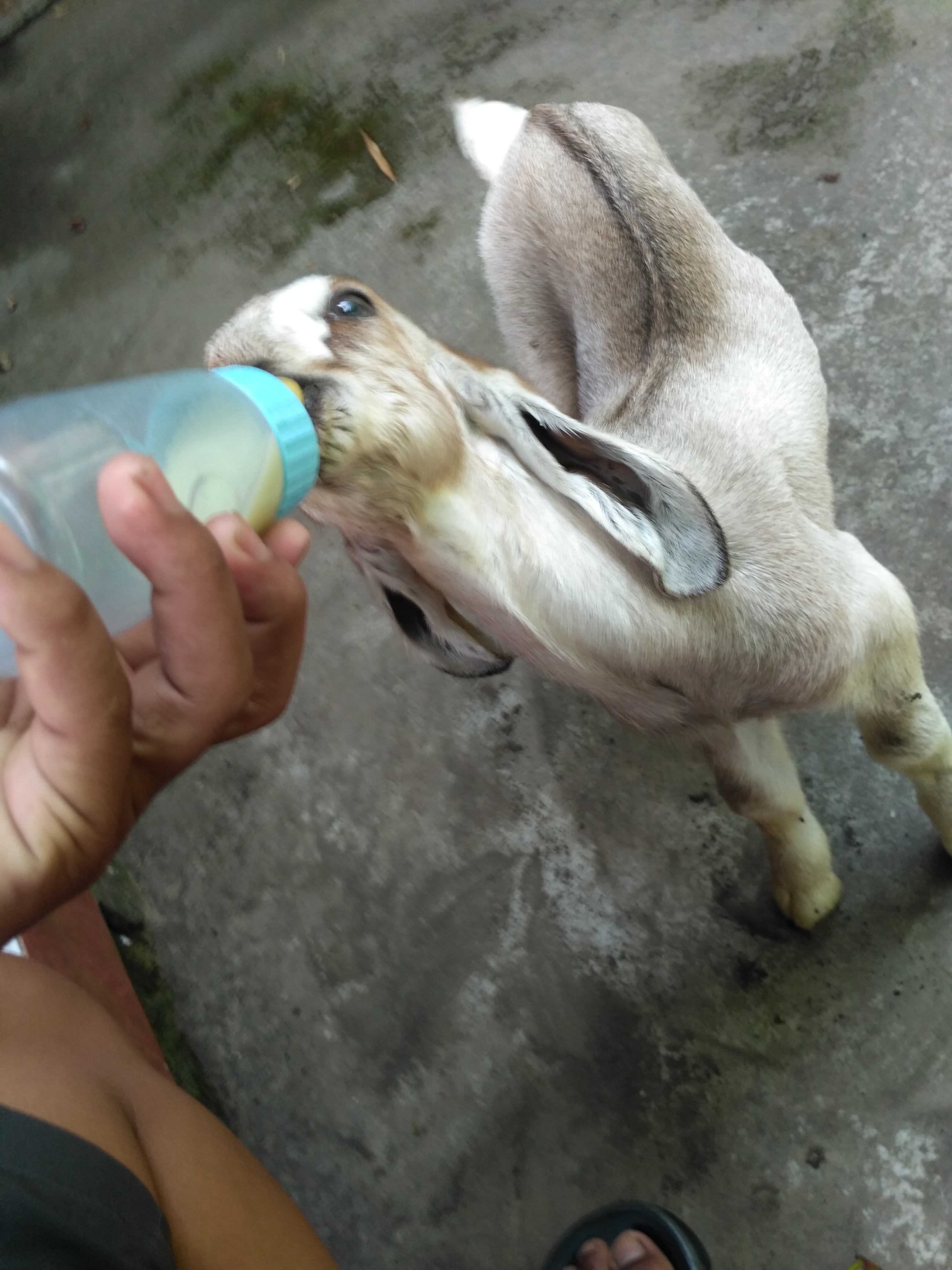 Detail Cempe Anak Kambing Nomer 17