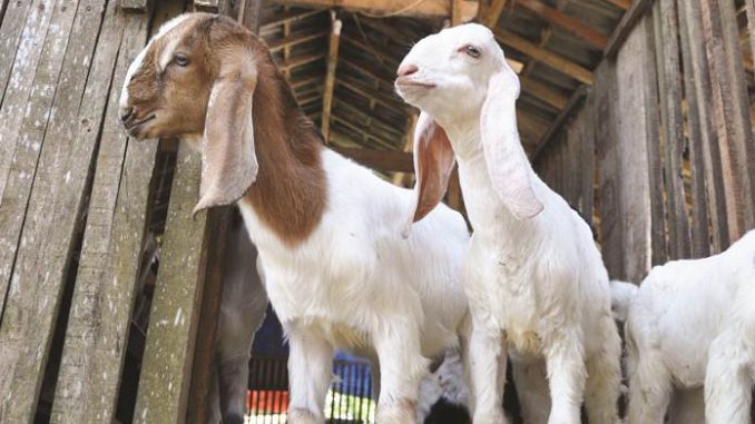Detail Cempe Anak Kambing Nomer 3