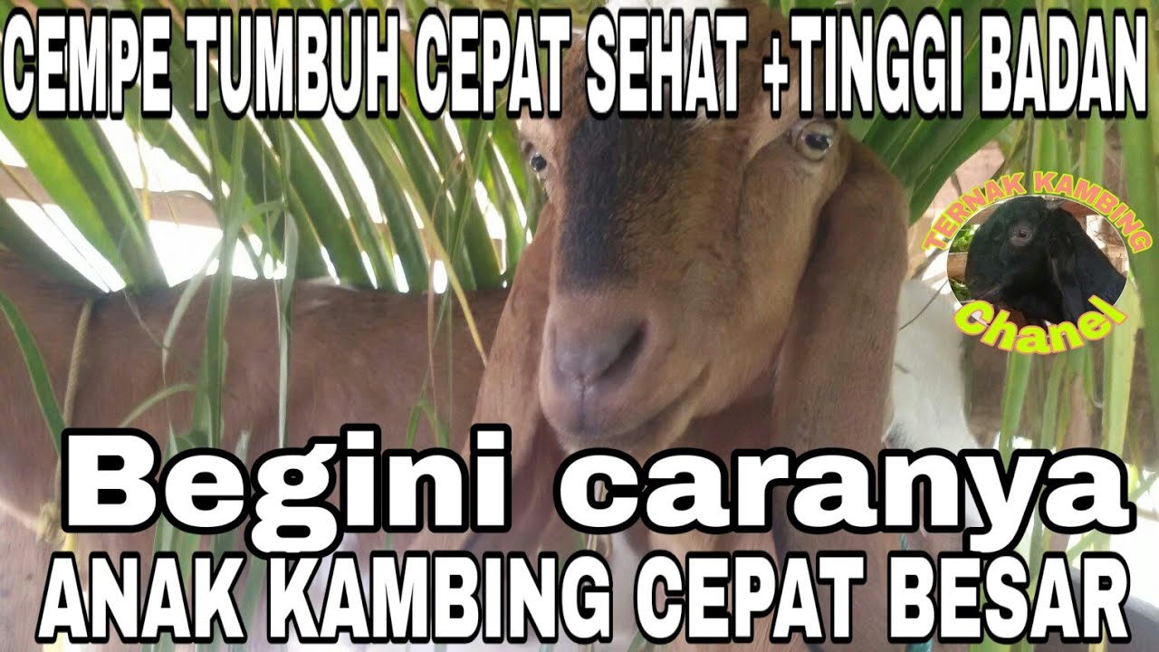 Detail Cempe Anak Kambing Nomer 18