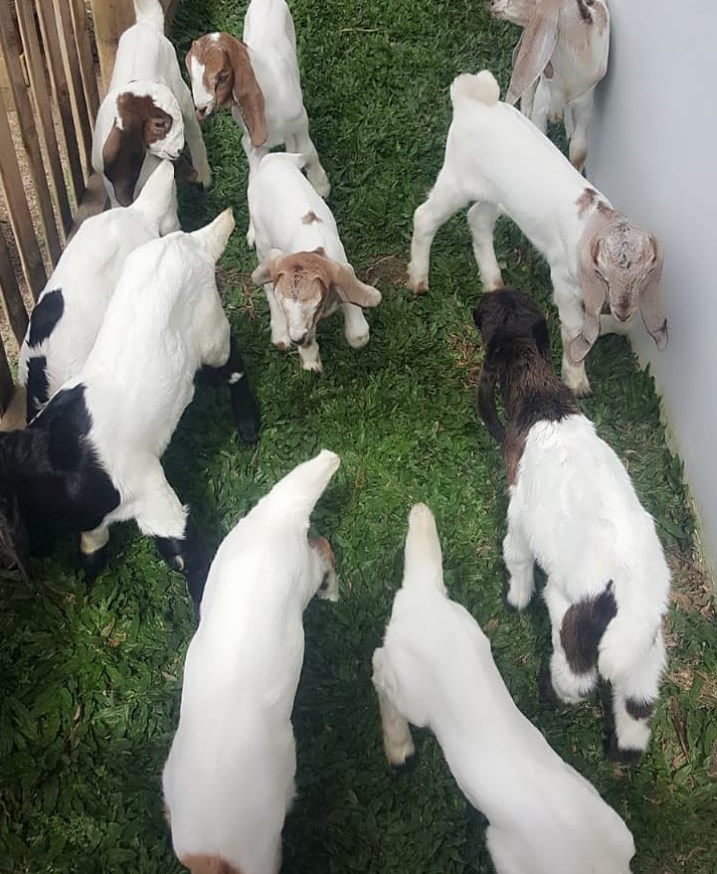 Detail Cempe Anak Kambing Nomer 20
