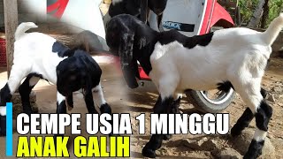 Detail Cempe Anak Kambing Nomer 21