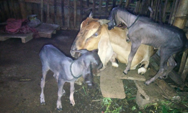 Detail Cempe Anak Kambing Nomer 22