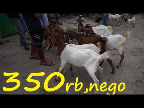 Detail Cempe Anak Kambing Nomer 24