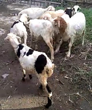 Detail Cempe Anak Kambing Nomer 25