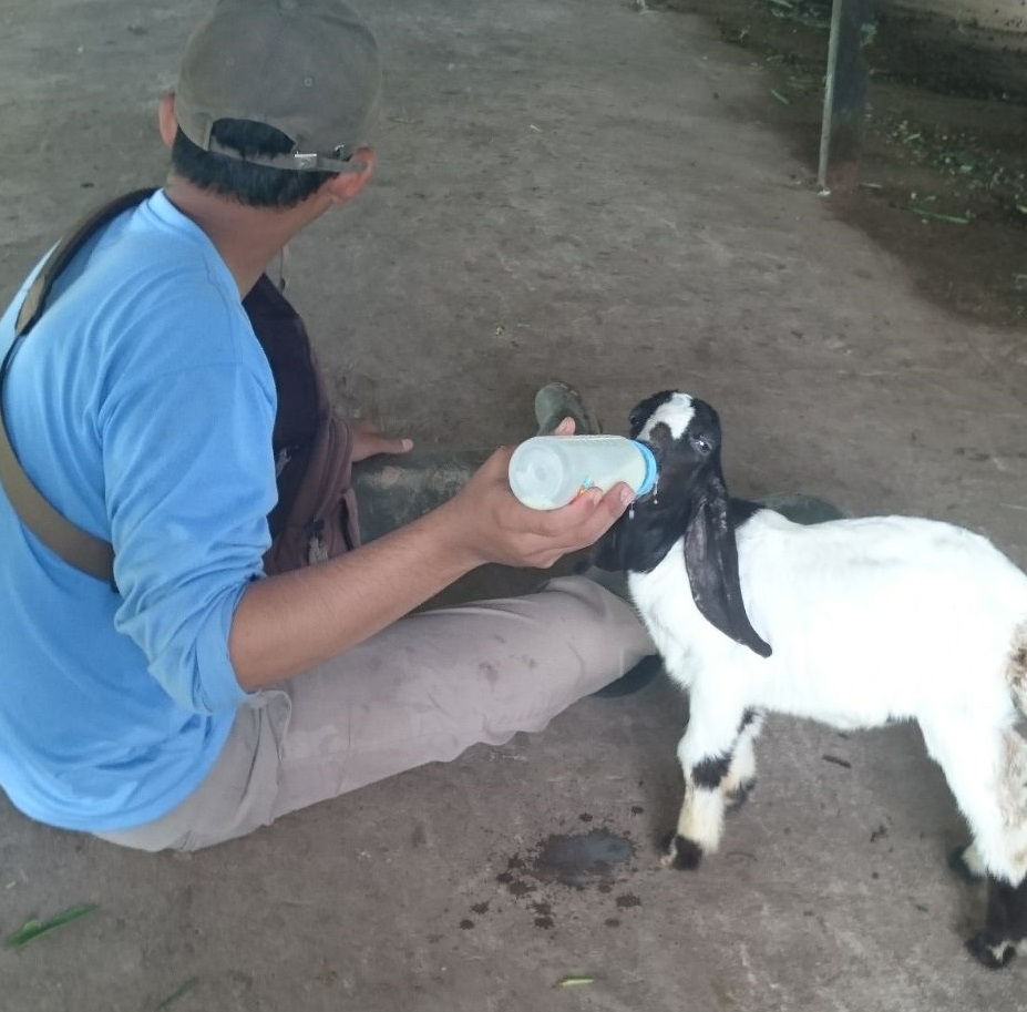Detail Cempe Anak Kambing Nomer 4