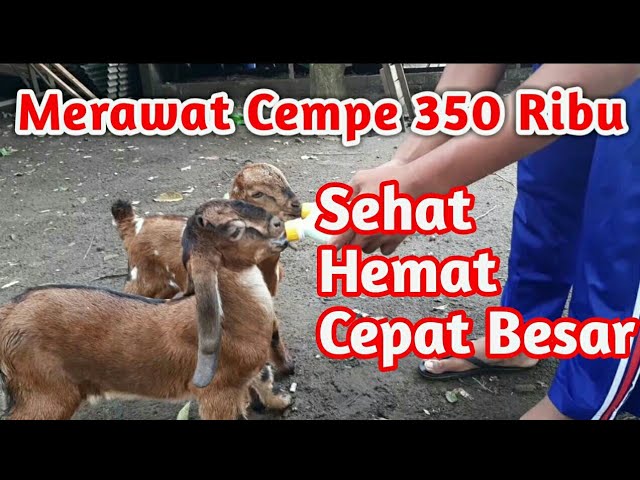 Detail Cempe Anak Kambing Nomer 26